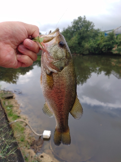 秋のバイブレーション