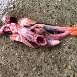 今年初青物はメジロでした