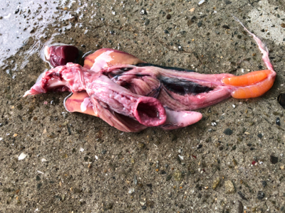 今年初青物はメジロでした