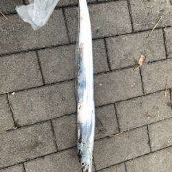 コスモで太刀魚