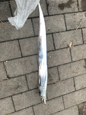 コスモで太刀魚