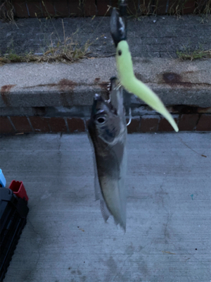 タチウオワインドスタート