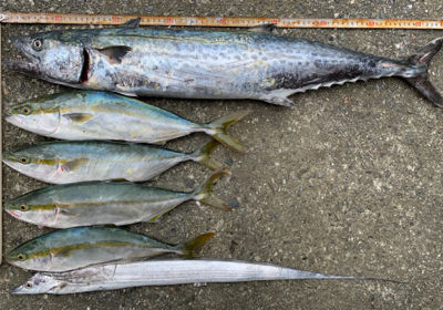 ショアジギング