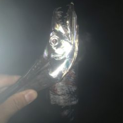 タチウオ&サゴシ！2020ライトゲーム第27戦