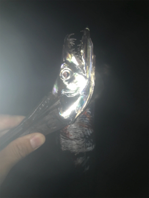 タチウオ&サゴシ！2020ライトゲーム第27戦