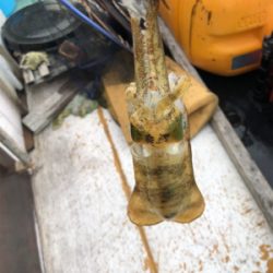 初ティップラン