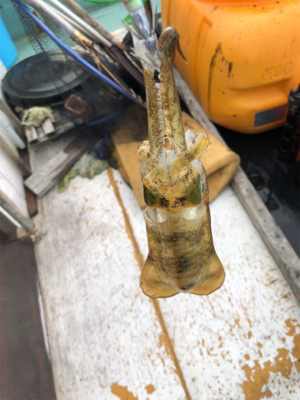 初ティップラン