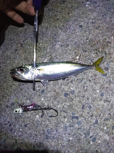 １ヶ月振りの釣果はサバゲー