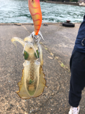 エギングとノマセ