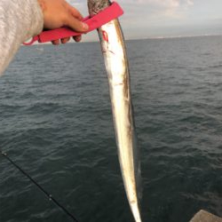 人生初のタチウオ！その引きと美味にハマりそうw