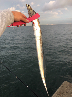 人生初のタチウオ！その引きと美味にハマりそうw