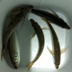 アジが食べたくて