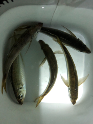 アジが食べたくて