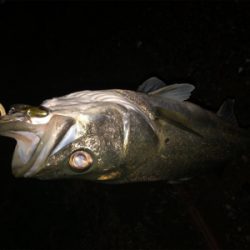 ワンチャンス！