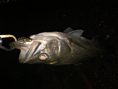 ワンチャンス！