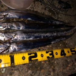 最後にドラゴン来たか〜？