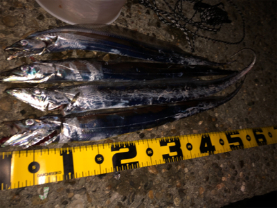 最後にドラゴン来たか〜？