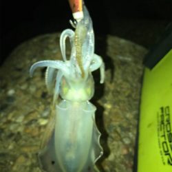 秋らしいエギング(^。^)