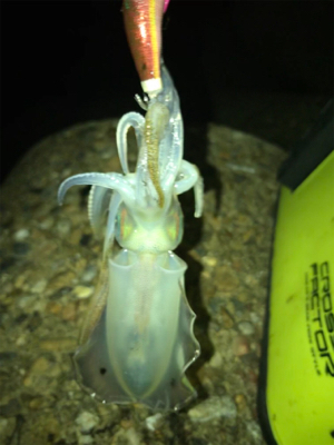 秋らしいエギング(^。^)