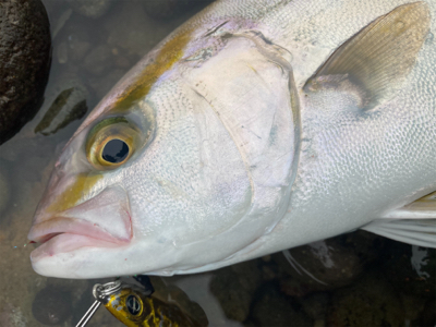 青物シーズン突入！！カンパチの子二匹！！