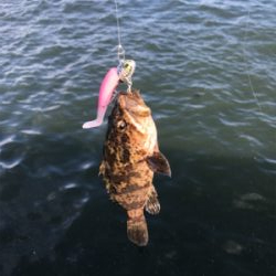 コスモスクエア釣果