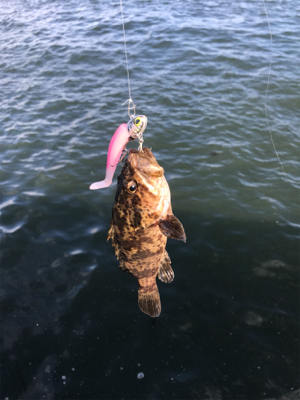 コスモスクエア釣果