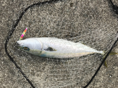 無念の水面バラシ