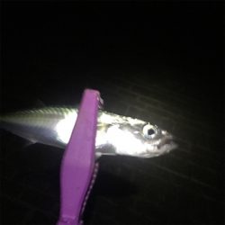 大阪湾奥アジング 改めてサバゲー