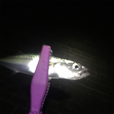 大阪湾奥アジング 改めてサバゲー