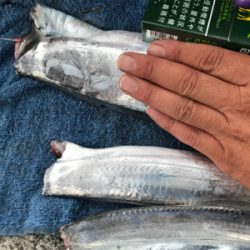 太刀魚釣り