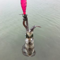 アオリイカを求めて⑫