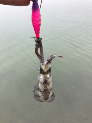 アオリイカを求めて⑫