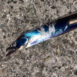 沖堤防五目釣り❗️