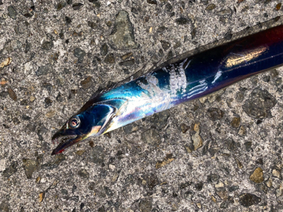 沖堤防五目釣り❗࿠…