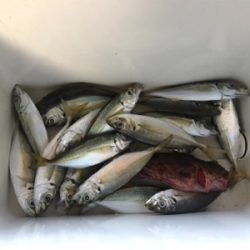 小アジが中アジになりつつある( ・∇・)