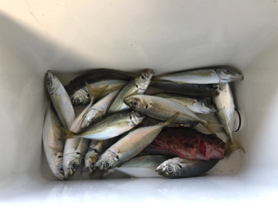 小アジが中アジになりつつある( ・∇・)