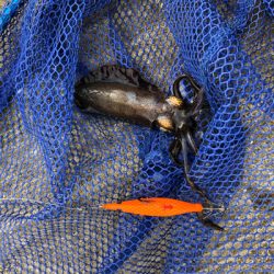 めっちゃ久々のアオリ釣果！