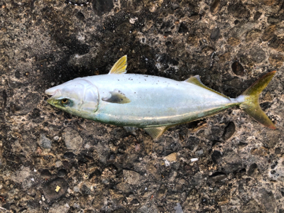 今シーズン開幕しました