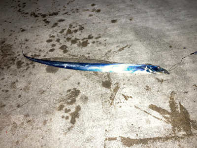 先日に引き続き