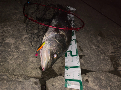 大物狙いで夜に1時間限定出動