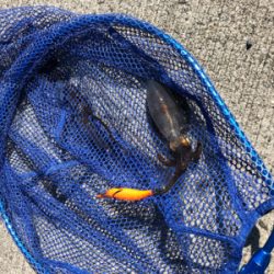 ライトタックルでサイトエギング！