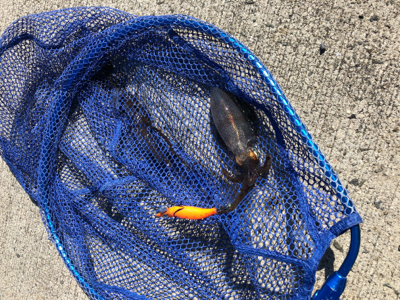 ライトタックルでサイトエギング！