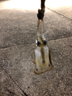 真夜中秋イカ！！！