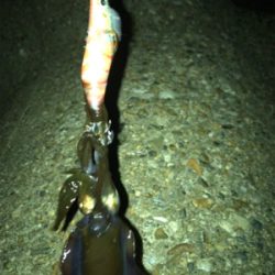 イカ釣れたけど…サイズがσ(^_^;)