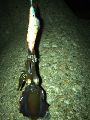 イカ釣れたけど…サイズがσ(^_^;)