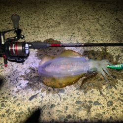 かなりサイズアップしてきた