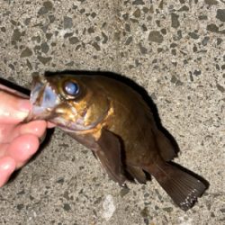 久しぶりの投稿