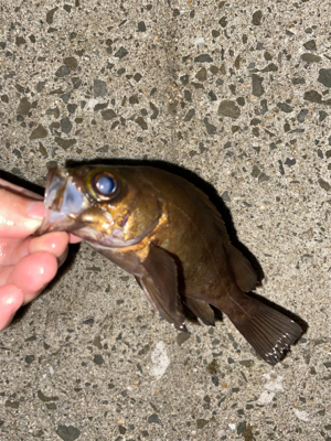 久しぶりの投稿