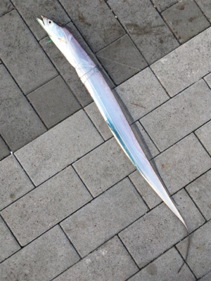 ジグで太刀魚1本