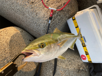 久しぶりにショアジギング